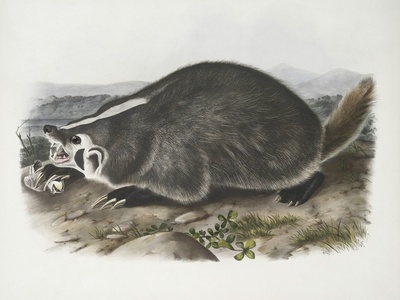 American badger