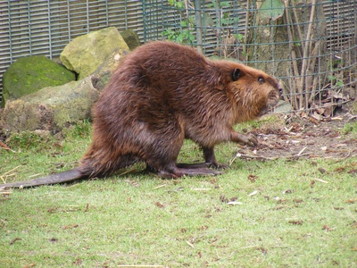 American beaver