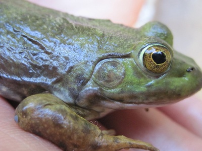 American bullfrog