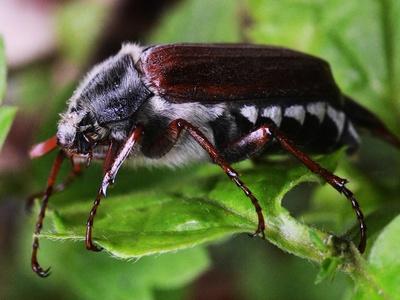 American Carrion Beetle