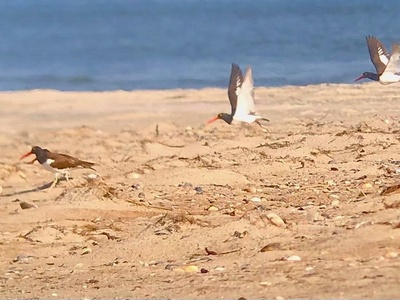 American Oystercatcher