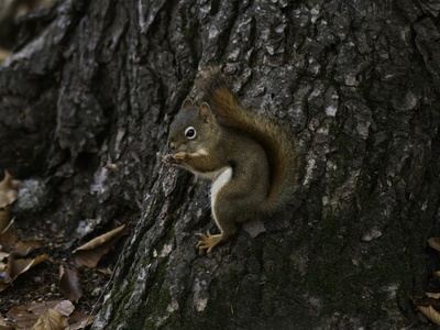 American red squirrel