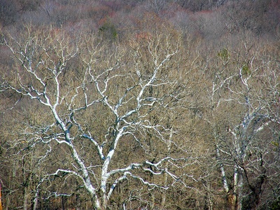American sycamore