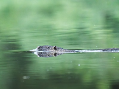 American water shrew