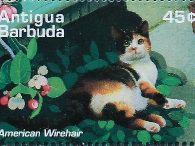 American Wirehair