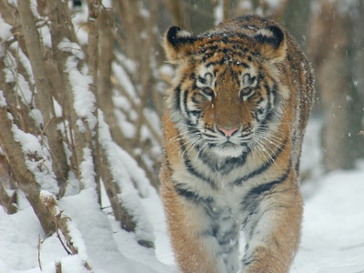 Amur Tiger