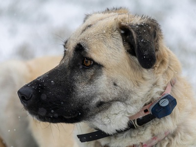 Anatolian Shepherd