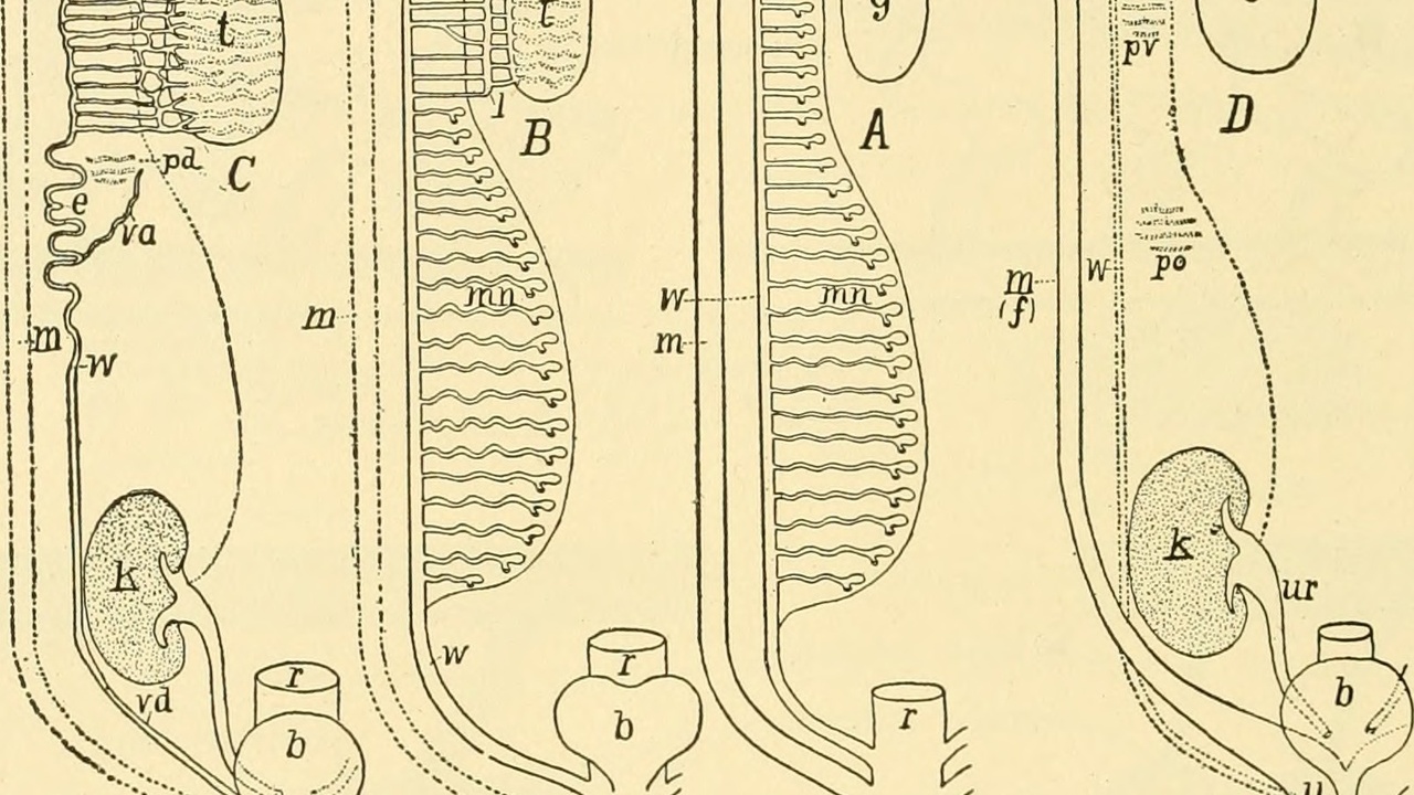 Close-up of amphibian anatomy highlighting skin and limbs.