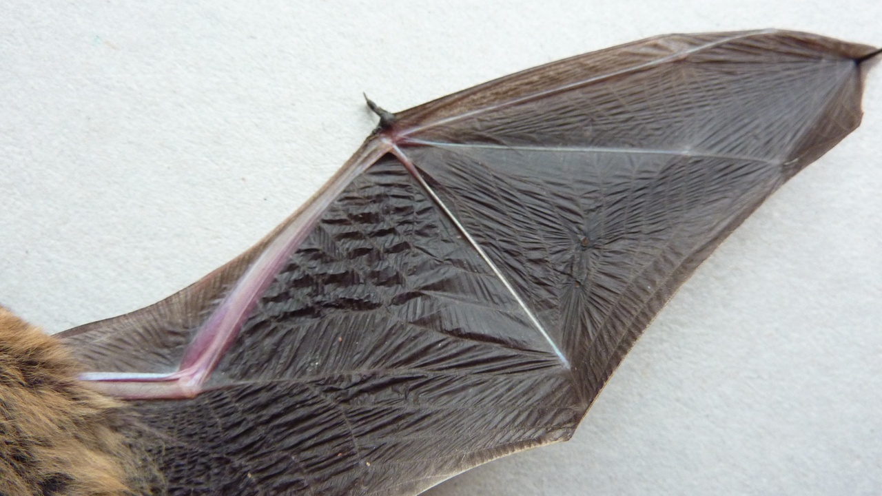 Close-up of a bat wing showing bones and membrane in flight