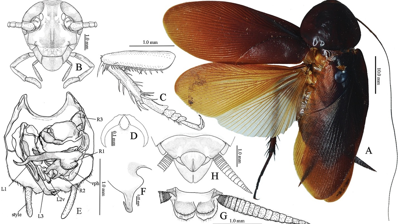 Comparison of cockroach and beetle body parts, showing wings and exoskeleton