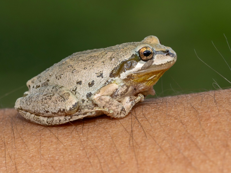 Adaptable Frog Amphibians of Africa: The Complete List - Flora Fauna Fun