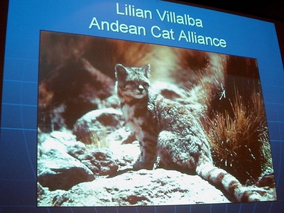 Andean cat