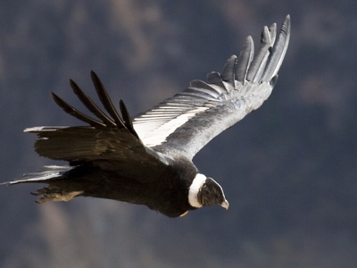 Andean condor