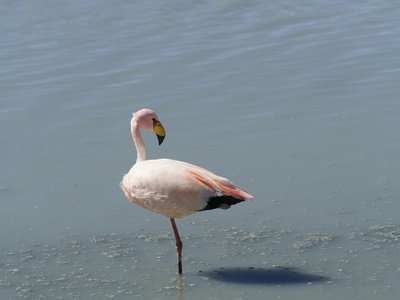Andean flamingo