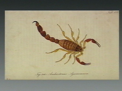 Androctonus scorpions