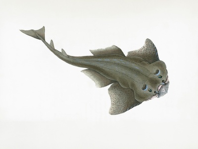 Angel shark