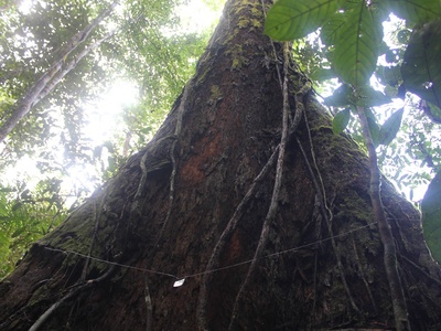 Angelim vermelho (Dinizia)