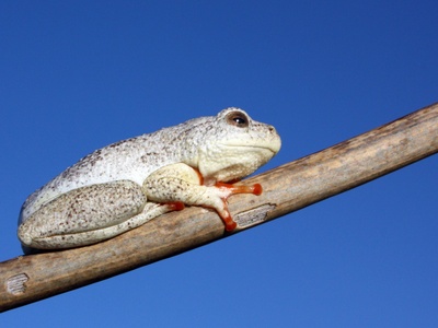 Angola Tree Frog