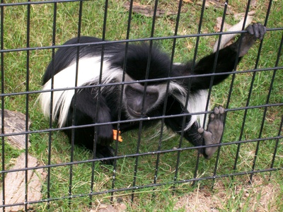 Angolan Colobus