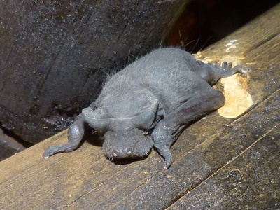 Angolan Free-tailed Bat