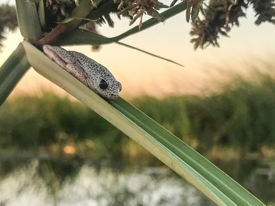 Angolan Reed Frog