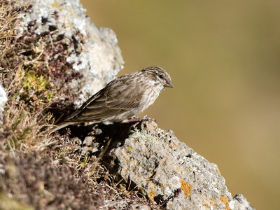 Ankober serin