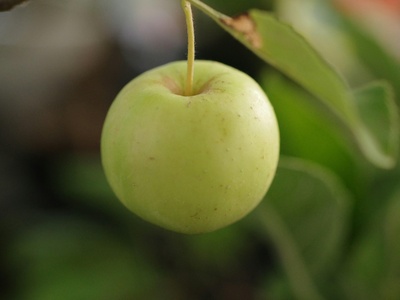 Anón (guanábana pequeña / sugar-apple)