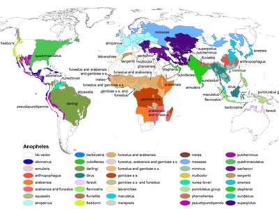 Anopheles mosquitoes