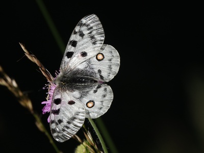Apollo butterfly