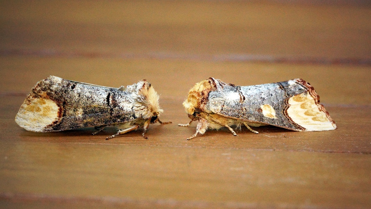 Side-by-side close-up of butterfly clubbed antenna and moth feathery antenna