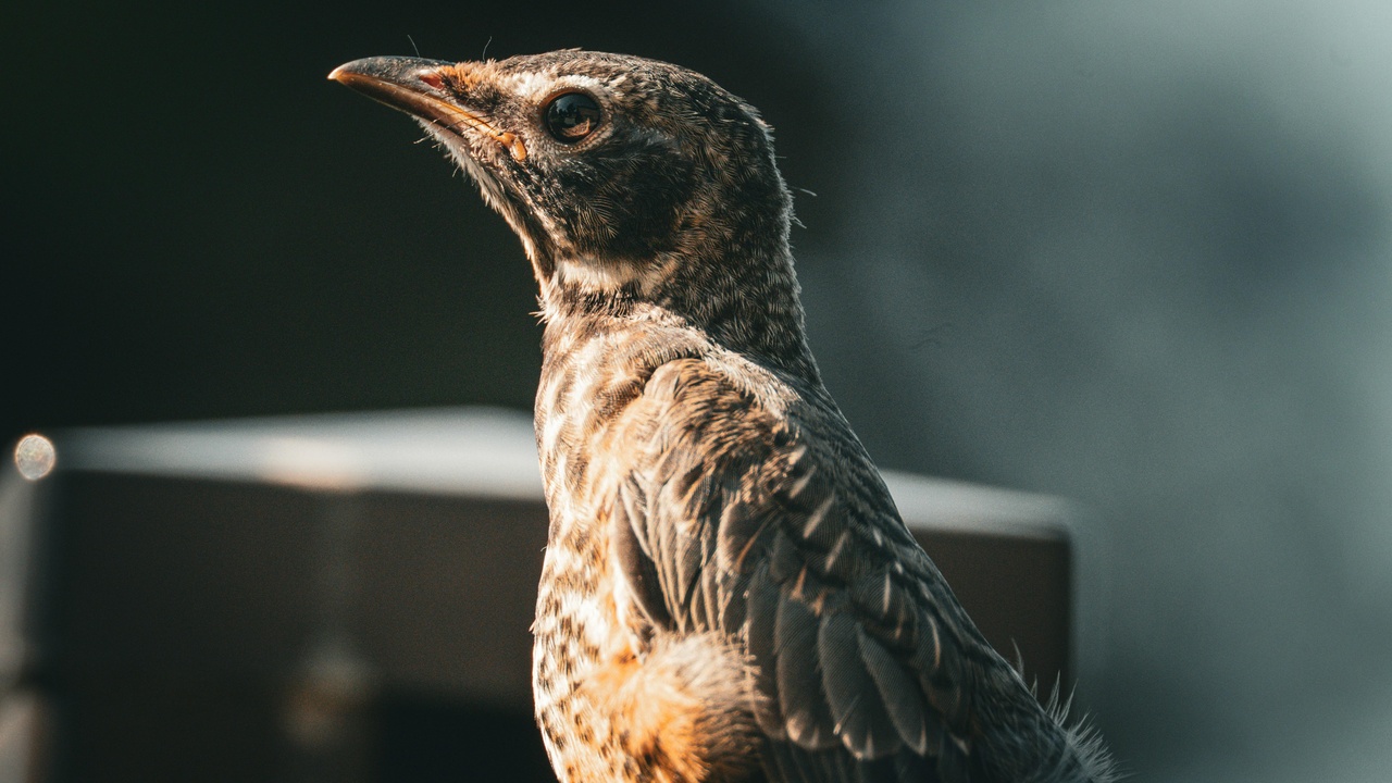 Compare American robin and song thrush field marks: orange breast vs spotted underparts