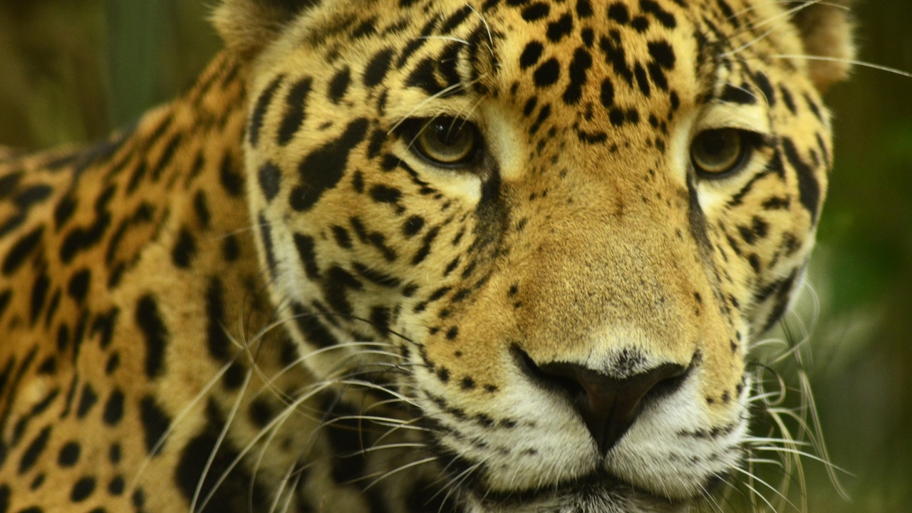 Close-up comparison of jaguar and leopard rosette patterns and skull shapes