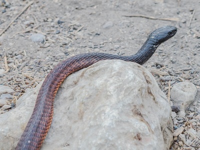 Arabian cobra