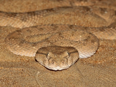 Arabian horned viper