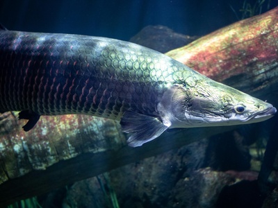Arapaima