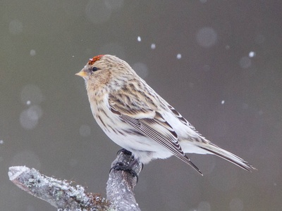 Arctic Redpoll