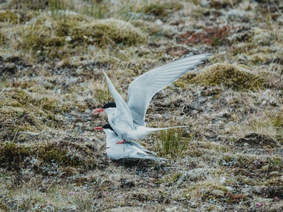 Arctic Tern
