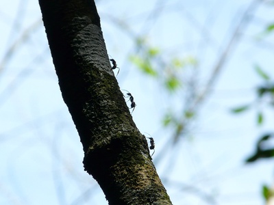 Argentine ant (hormiga argentina)
