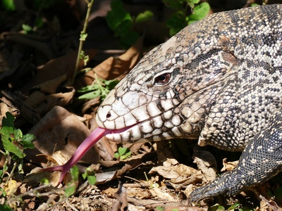Argentine black-and-white tegu