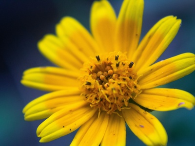 Arnica