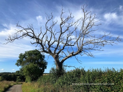 Ash dieback