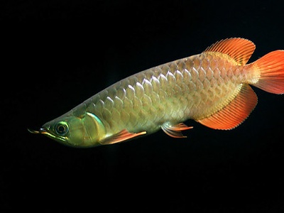 Asian arowana