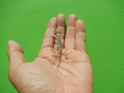 Asian house gecko