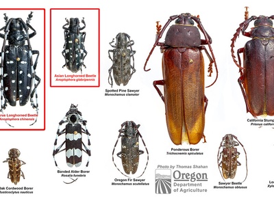 Asian Long-horned Beetle