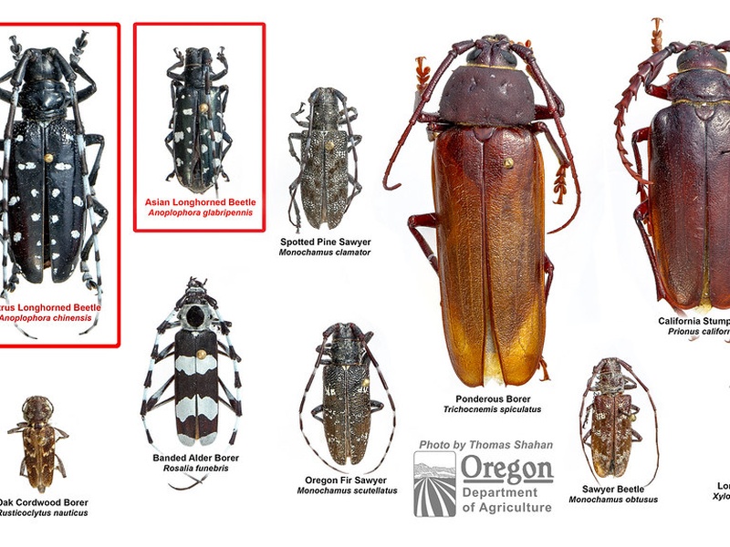 Temperate Forest Insects List - Flora Fauna Fun