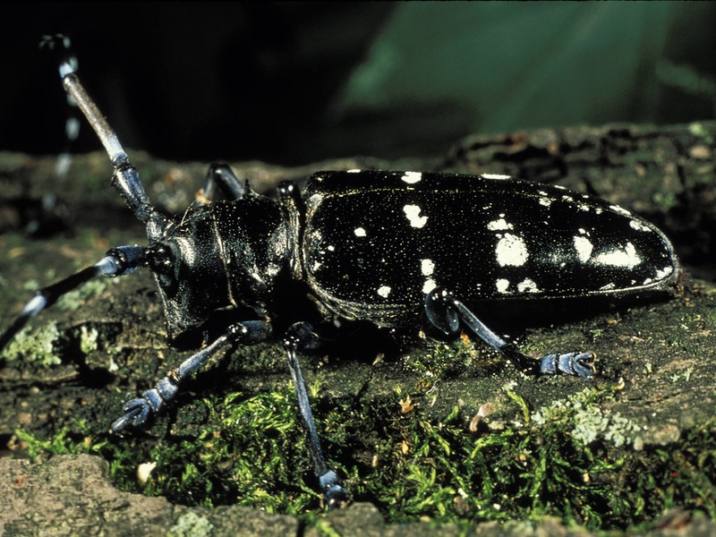 Triangular Tree Bug List of Tree Bugs - Flora Fauna Fun