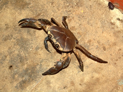 Asian shore crab