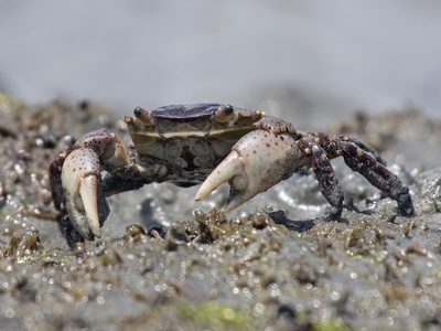 Asian shore crab