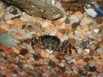 Asian shore crab