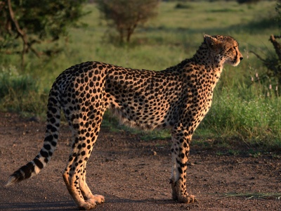 Asiatic cheetah